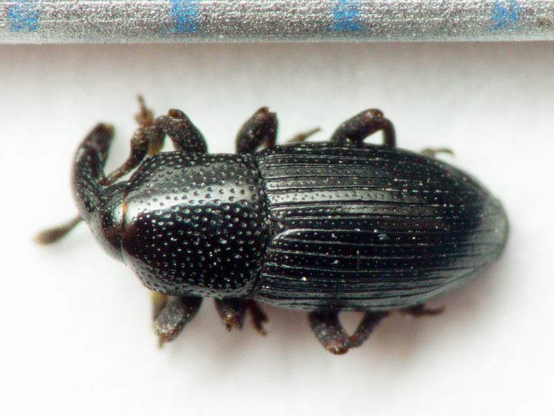 Melanobaris dalmatina (H. Brisout, 1870)